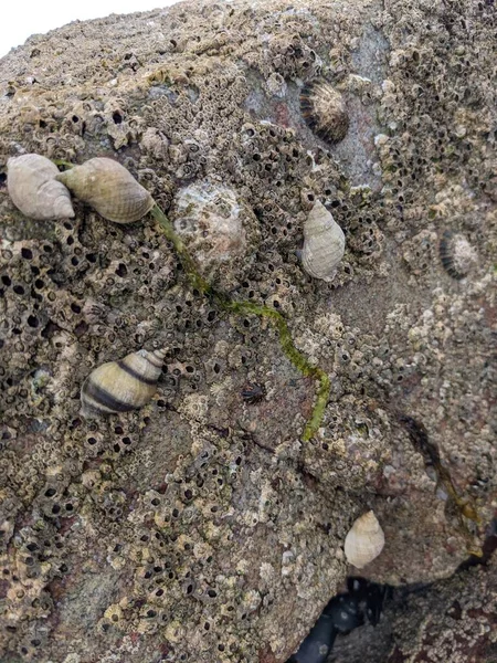 Deniz taşlarının taş dokusu.