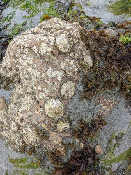 View Stones Seaweed Natural Background — Φωτογραφία Αρχείου
