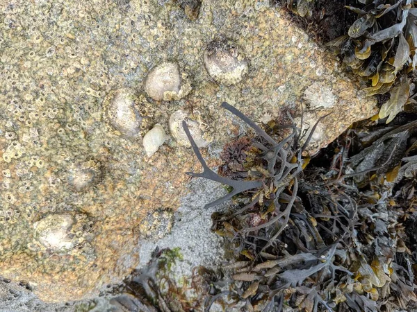 Deniz yosunlu taşların manzarası, doğal arka plan. 