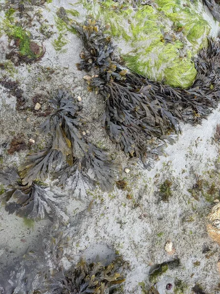 Deniz kıyısını kum, taş ve yosunlarla kapatın.