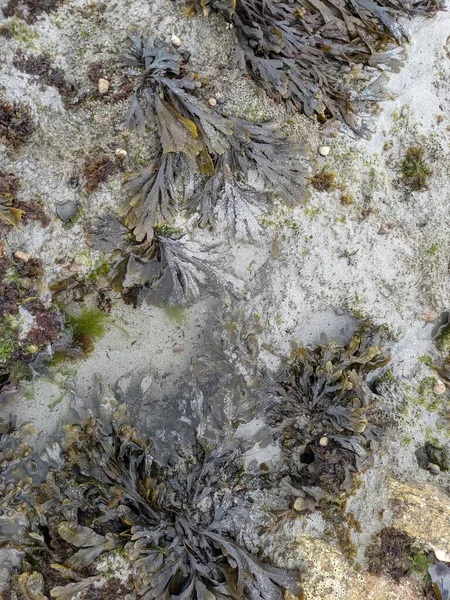 Deniz kıyısını kum, taş ve yosunlarla kapatın.