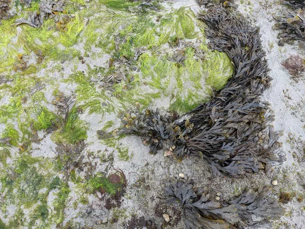 Deniz kıyısını kum, taş ve yosunlarla kapatın.