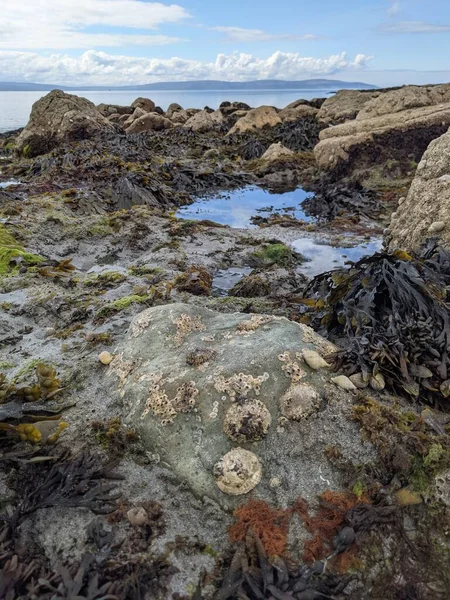 Sea Coast Stones Algae — ストック写真