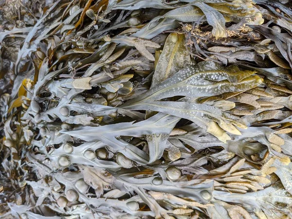 Natural Background Texture Seaweed — Stock Photo, Image