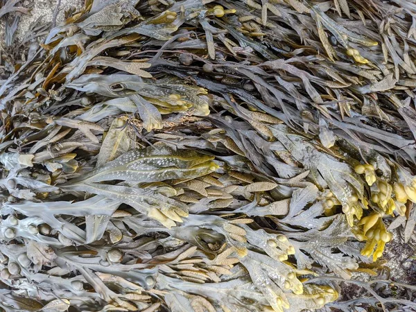 Natural Background Texture Seaweed — Fotografia de Stock