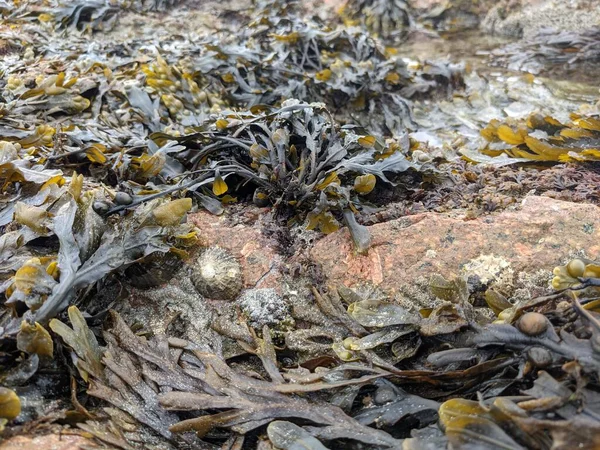 Deniz yosunu dokusuna sahip doğal bir arka plan.