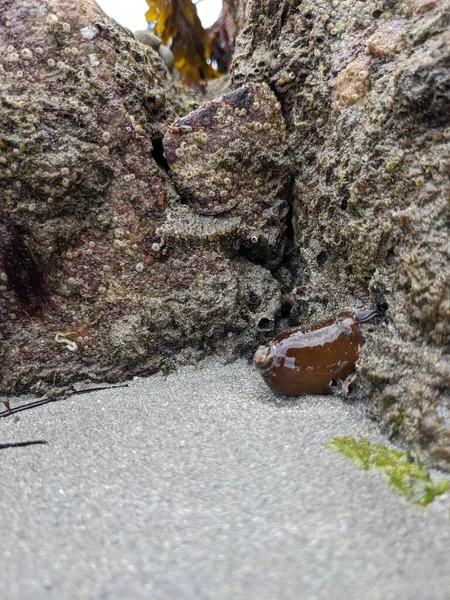 View Stones Seaweed Natural Background — Stockfoto