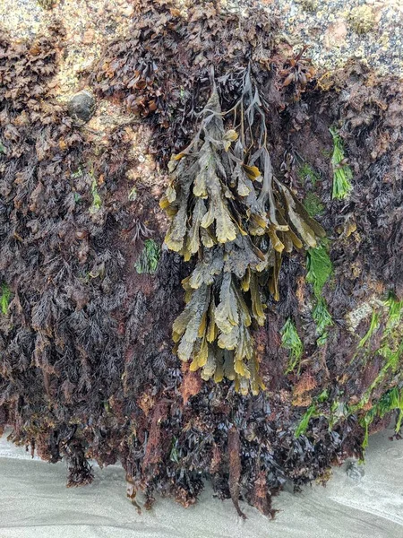 Deniz yosunu dokusuna sahip doğal bir arka plan.