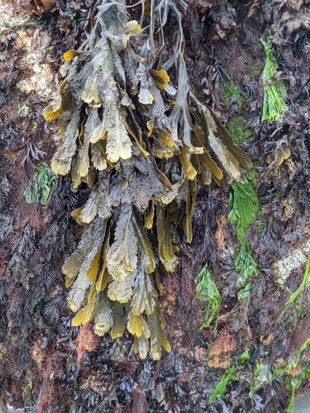 Natural Background Texture Seaweed — Foto de Stock