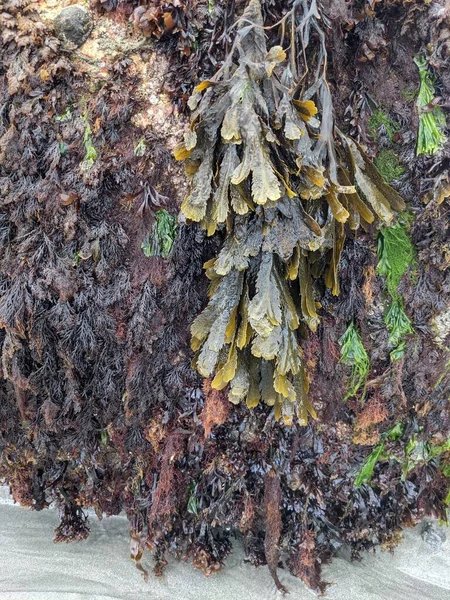 Deniz yosunu dokusuna sahip doğal bir arka plan.