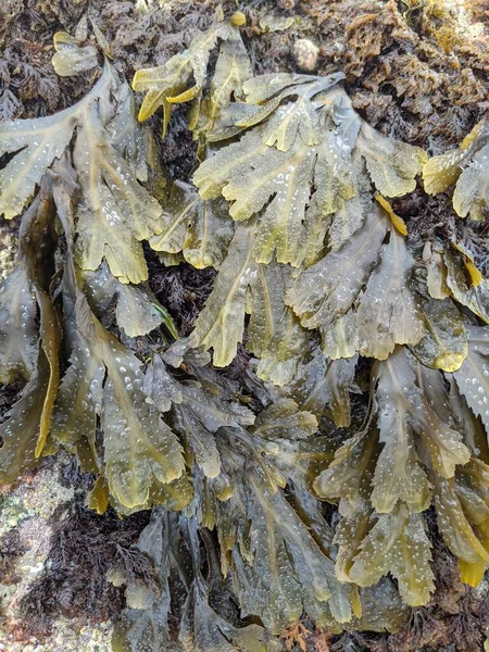 Deniz yosunu dokusuna sahip doğal bir arka plan.