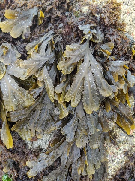 Deniz yosunu dokusuna sahip doğal bir arka plan.
