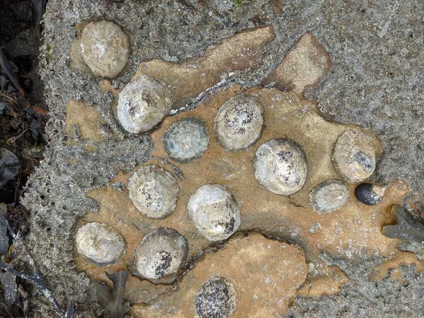 Deniz taşlarının taş dokusu.