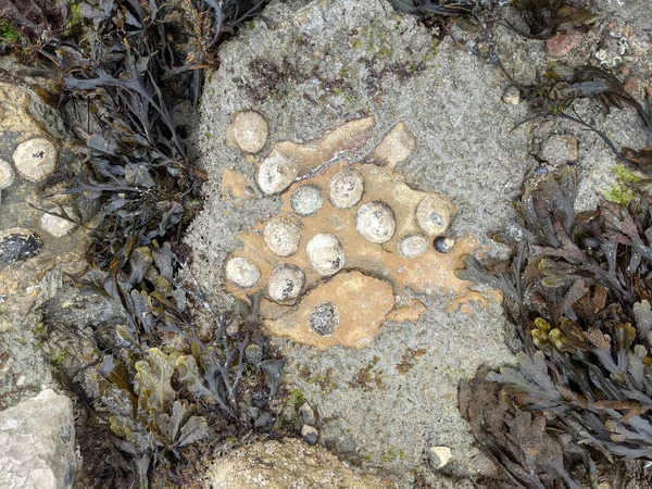 Deniz taşlarının taş dokusu.