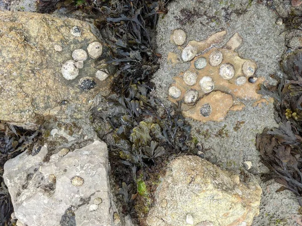 Deniz taşlarının taş dokusu.