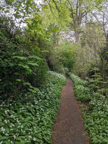 Yeşil bahar ormanında güzel bir patika