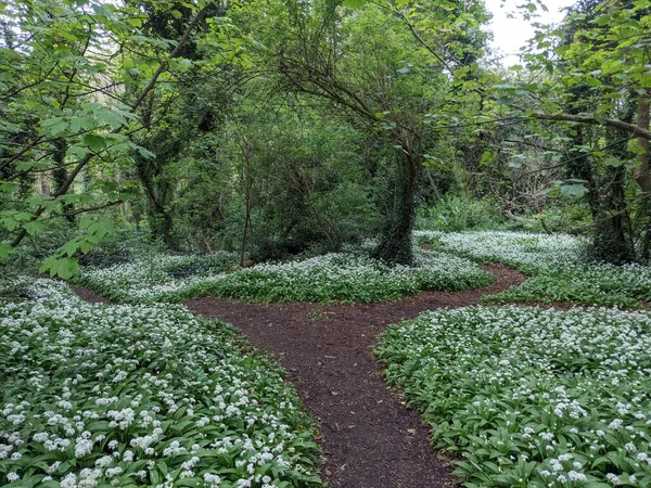 Yeşil bahar ormanında güzel bir patika