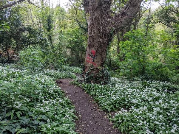 Yeşil bahar ormanında güzel bir patika