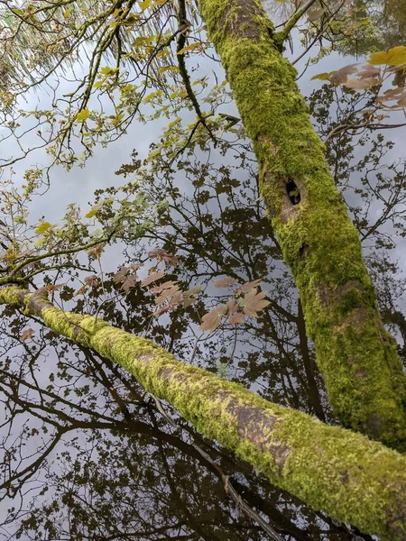 Uitzicht Een Bos Met Bomen Mos Vijver — Stockfoto