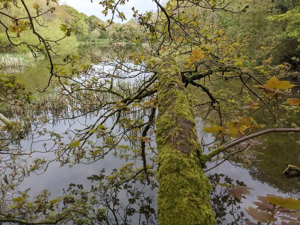 View Forest Tree Moss Pond — Foto Stock