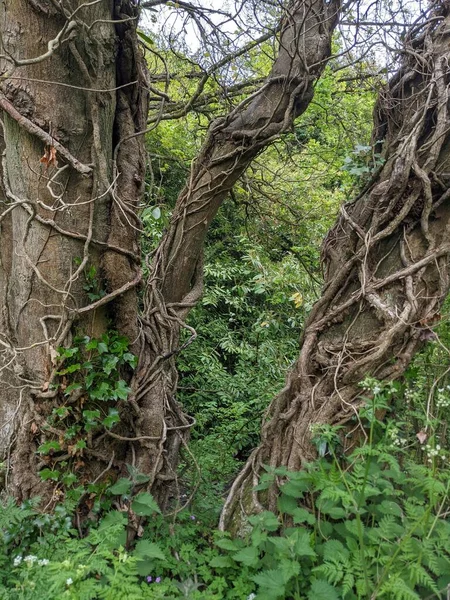 Tree Trunks Roots Forest — стоковое фото