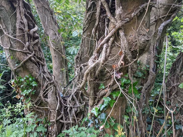 Tree Trunks Roots Forest — Stock fotografie