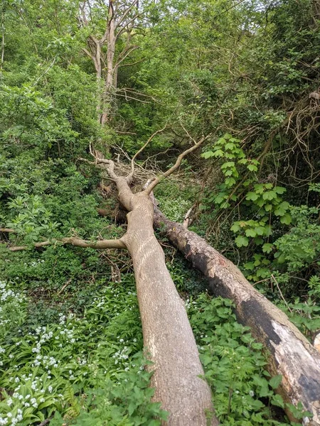 Ormanda devrilmiş ağaçlar