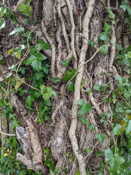 Tree Trunks Roots Forest — Stockfoto