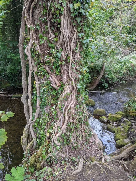 Bir ormanda kökleri olan ağaç gövdeleri.