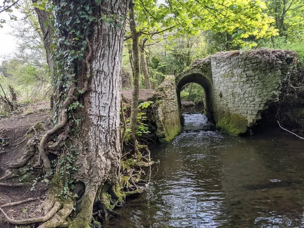Ormandaki bir derenin üzerindeki eski taş köprü. 