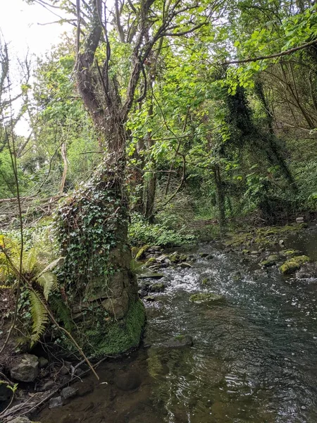 Ağaçları, yeşil bitkileri ve küçük bir deresi olan bir orman manzarası. 
