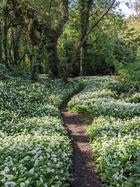 Yeşil bahar ormanında güzel bir patika