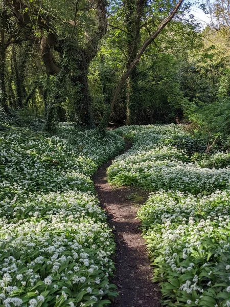 Yeşil bahar ormanında güzel bir patika