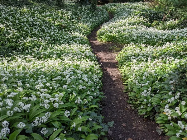 Yeşil bahar ormanında güzel bir patika