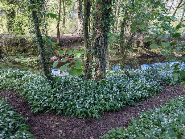 Bahar ormanında yabani çiçekler açıyor.