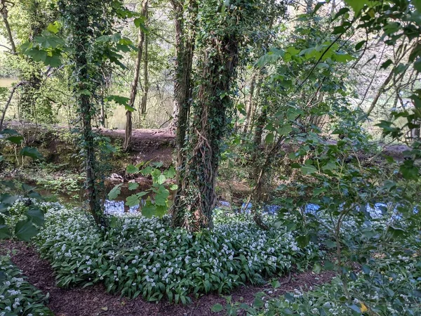 Bahar ormanında yabani çiçekler açıyor.