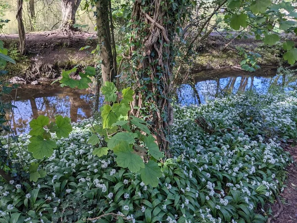 Bahar ormanında yabani çiçekler açıyor.