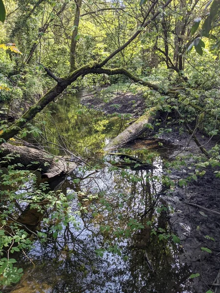 Pantano Verde Exuberante Bosque — Foto de Stock