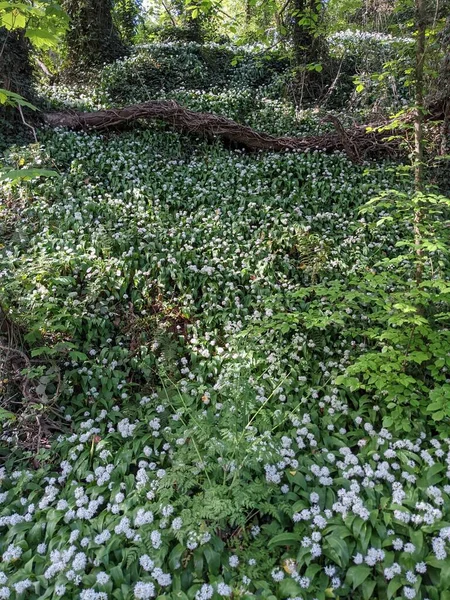 Bahar ormanında yabani çiçekler açıyor.
