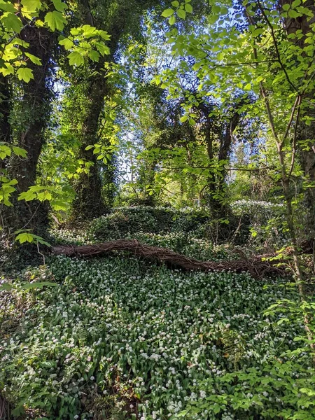 Yeşil yemyeşil ormanın güzel manzarası 