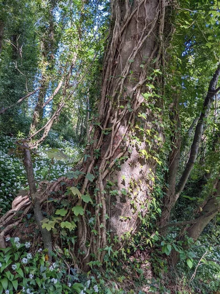 Bir ormanda kökleri olan ağaç gövdeleri.