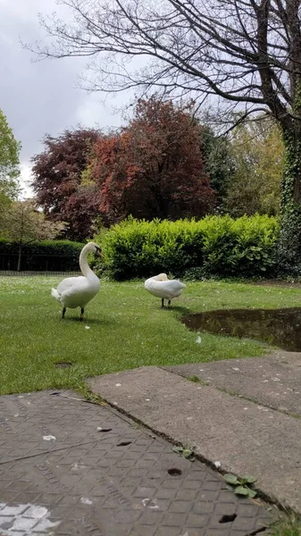 Mooie Zwanen Een Stadspark — Stockfoto