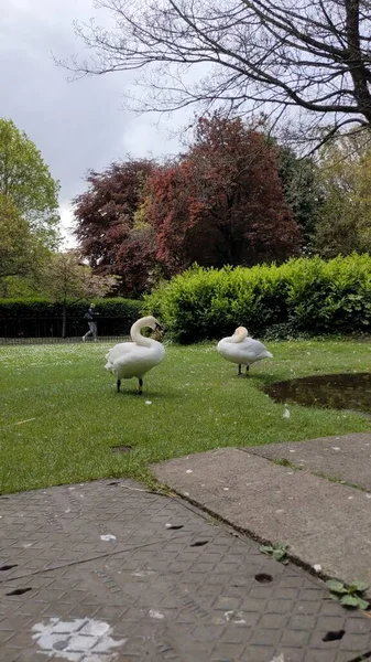 Mooie Zwanen Een Stadspark — Stockfoto