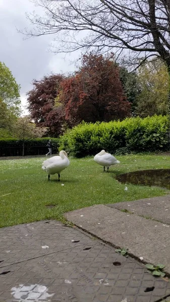 Красиві Лебеді Міському Парку — стокове фото