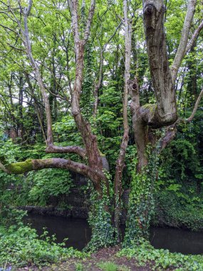 Ağaçları, yeşil bitkileri ve küçük bir deresi olan güzel bir orman manzarası.. 