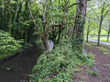 Ağaçları, yeşil bitkileri ve küçük bir deresi olan güzel bir orman manzarası.. 