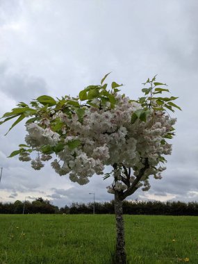 Baharda güzel çiçekli ağaç 