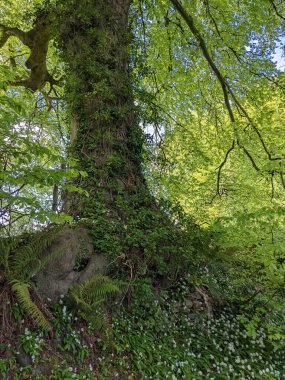 Bahar ormanında yeşil ağaç 