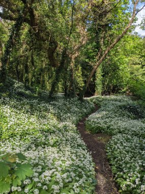 Yeşil bahar ormanında güzel bir patika