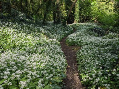 Yeşil bahar ormanında güzel bir patika